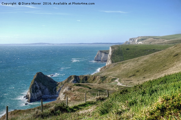 The South West Coast path  Dorset. Picture Board by Diana Mower