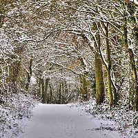 Buy canvas prints of Winter in Essex by Diana Mower