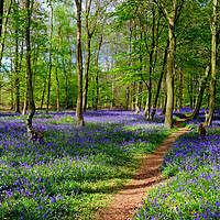 Buy canvas prints of Bluebell Time by Diana Mower