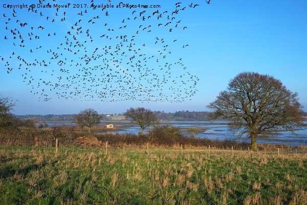 Brent Geese over the Colne Estuary Picture Board by Diana Mower