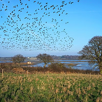 Buy canvas prints of Brent Geese over the Colne Estuary by Diana Mower