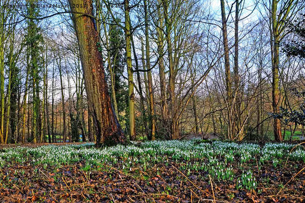 Snowdrop Woodlands Picture Board by Diana Mower