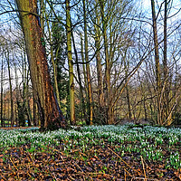 Buy canvas prints of Snowdrop Woodlands by Diana Mower