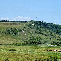 Buy canvas prints of The White Horse at Litlington by Diana Mower