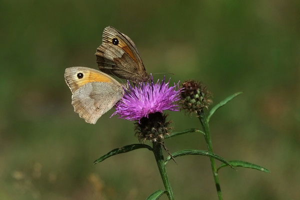 Meadow Brown Butterflies Picture Board by Diana Mower
