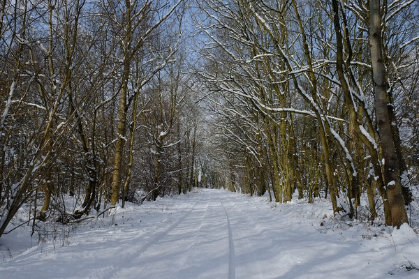 Essex woodlands in Winter Picture Board by Diana Mower