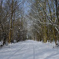Buy canvas prints of Essex woodlands in Winter by Diana Mower