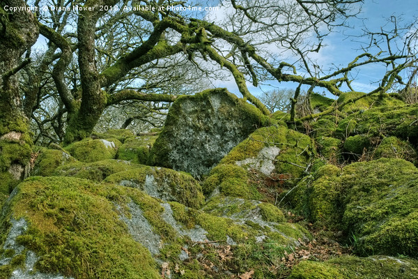 Wistman's Wood Dartmoor Picture Board by Diana Mower