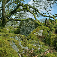 Buy canvas prints of Wistman's Wood Dartmoor by Diana Mower