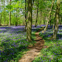 Buy canvas prints of Pathway through the Bluebells by Diana Mower