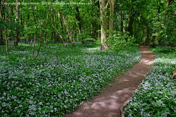 Chalkney Wood in Springtime Picture Board by Diana Mower