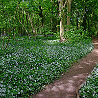 Buy canvas prints of Chalkney Wood in Springtime by Diana Mower