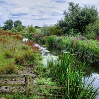 Buy canvas prints of Ingrebourne River Essex by Diana Mower