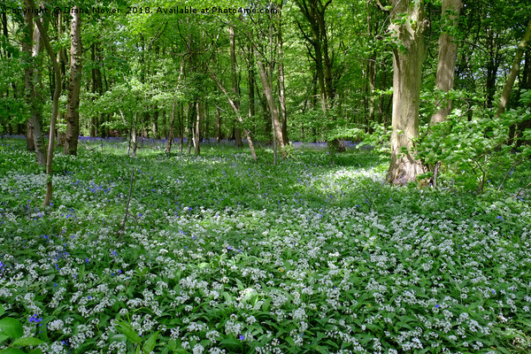 Chalkney Wood Wild Garlic and Bluebells Picture Board by Diana Mower