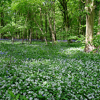 Buy canvas prints of Chalkney Wood Wild Garlic and Bluebells by Diana Mower