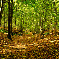 Buy canvas prints of The Roman Road, Chalkney Wood, Essex.  by Diana Mower