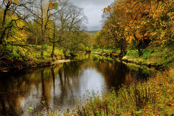  Autumnal  River Wharfe  Picture Board by Diana Mower