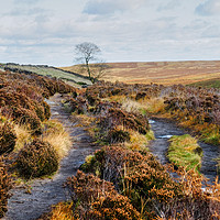 Buy canvas prints of Bronte Country, Yorkshire by Diana Mower