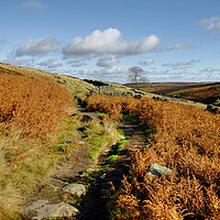 Buy canvas prints of Yorkshire Dales Near Haworth by Diana Mower