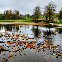 Buy canvas prints of The River Wharfe Stepping Stones by Diana Mower