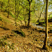 Buy canvas prints of Malham Woods by Diana Mower