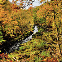 Buy canvas prints of The Strid Wharfedale by Diana Mower