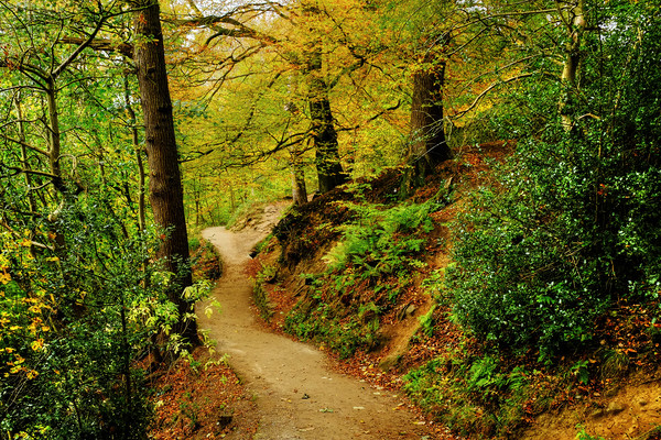 Strid Wood Picture Board by Diana Mower