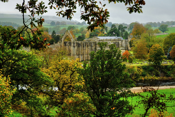 Bolton Priory Ruins Yorkshire Picture Board by Diana Mower