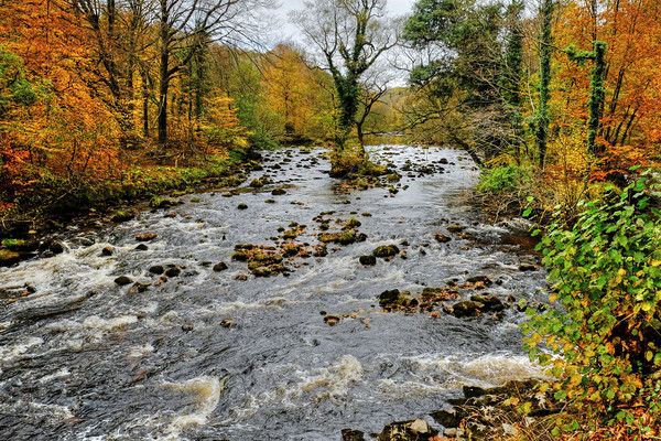 The River Wharfe near Bolton Abbey Picture Board by Diana Mower