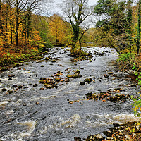 Buy canvas prints of The River Wharfe near Bolton Abbey by Diana Mower