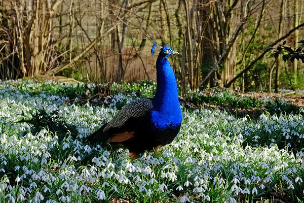 Peacock in a Snowdrop Woodland Picture Board by Diana Mower