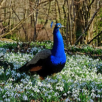 Buy canvas prints of Peacock in a Snowdrop Woodland by Diana Mower