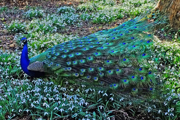 Peacock in  Snowdrops Picture Board by Diana Mower