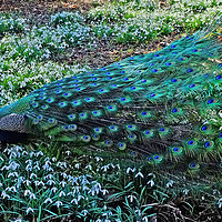 Buy canvas prints of Peacock in  Snowdrops by Diana Mower