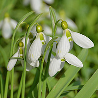 Buy canvas prints of Snowdrops by Diana Mower