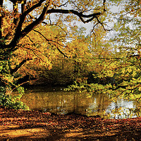 Buy canvas prints of Danbury Country Park  by Diana Mower