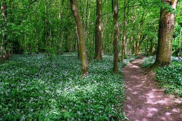 Wild Garlic Wood Picture Board by Diana Mower