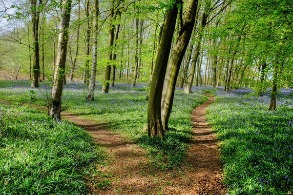 Paths through the Bluebells Picture Board by Diana Mower