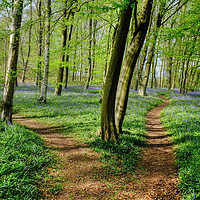 Buy canvas prints of Paths through the Bluebells by Diana Mower