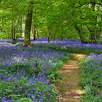 Buy canvas prints of Native English Bluebells by Diana Mower