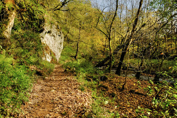 Woodland Path to Janets Foss Picture Board by Diana Mower