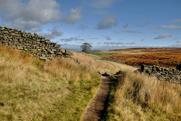Haworth Moor footpath, Yorkshire Dales Picture Board by Diana Mower