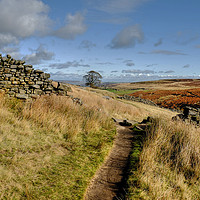 Buy canvas prints of Haworth Moor footpath, Yorkshire Dales by Diana Mower