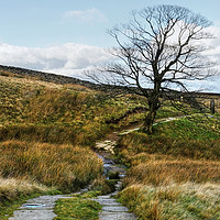 Buy canvas prints of The Pennine Way Footpath by Diana Mower