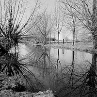 Buy canvas prints of The River Stour  reflections by Diana Mower