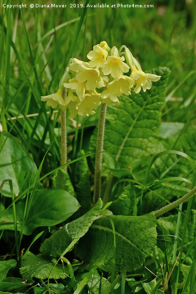 Oxlip Picture Board by Diana Mower