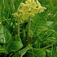 Buy canvas prints of Oxlip by Diana Mower