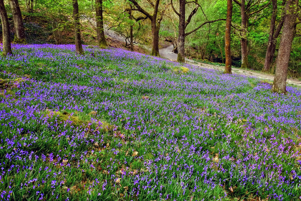 Yorkshire Bluebells Picture Board by Diana Mower
