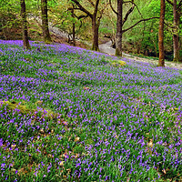 Buy canvas prints of Yorkshire Bluebells by Diana Mower