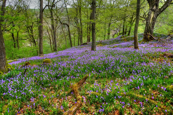 Yorkshire Woodland Bluebells Picture Board by Diana Mower